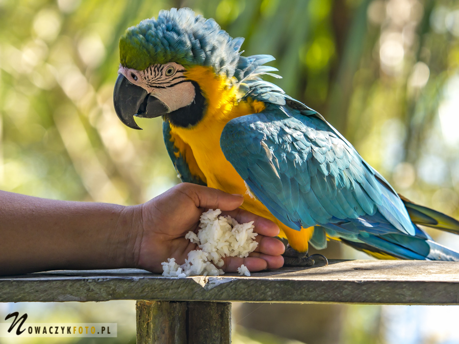 Papuga ara karmiona w dżungli amazońskiej