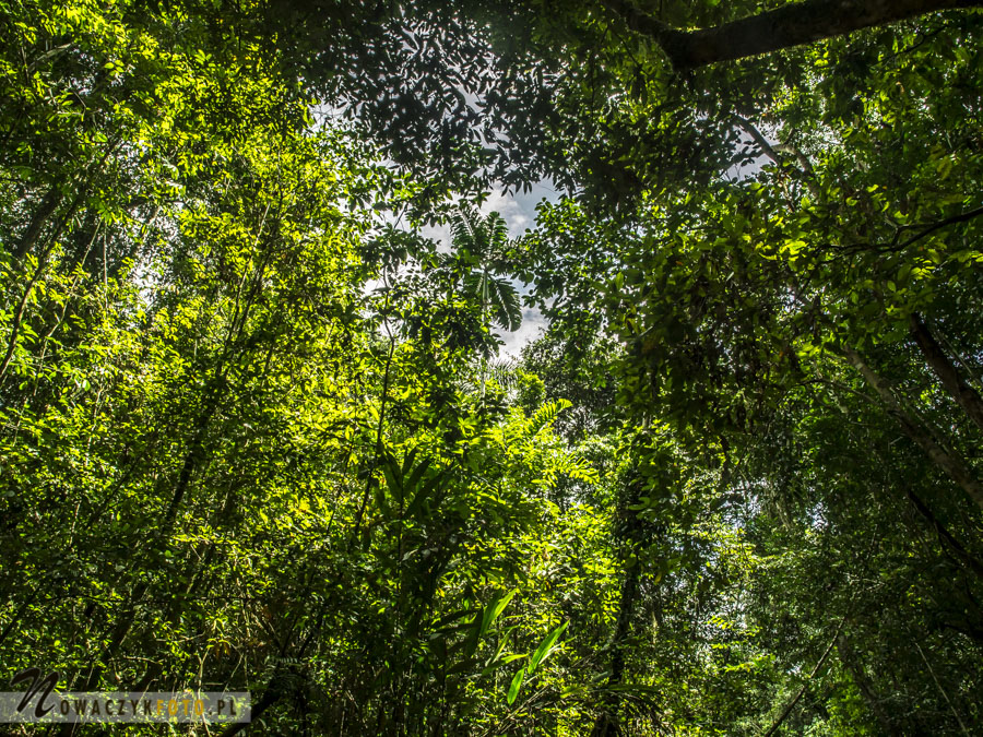 Dżungla Amazońska, w środku lasu