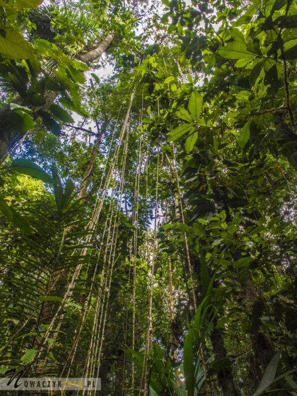 Dżungla Amazońska, w środku lasu
