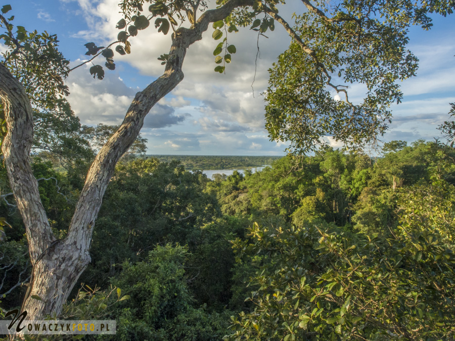 Dżungla Amazońska, widok z góry