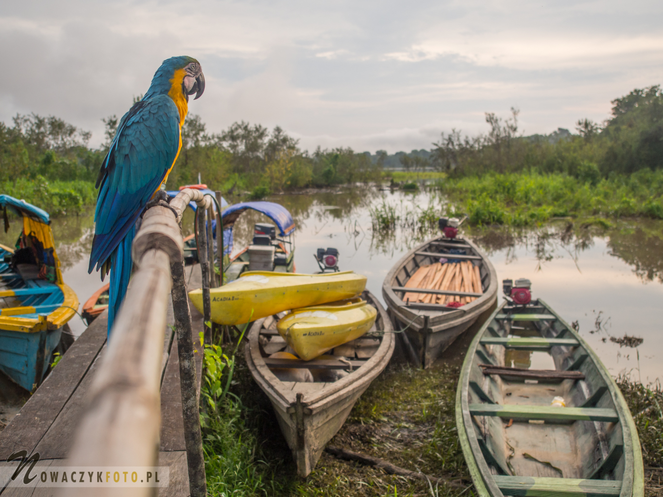 Papuga ara siedzi na barierce i patrzy na dżunglę i rzekę z łódkami