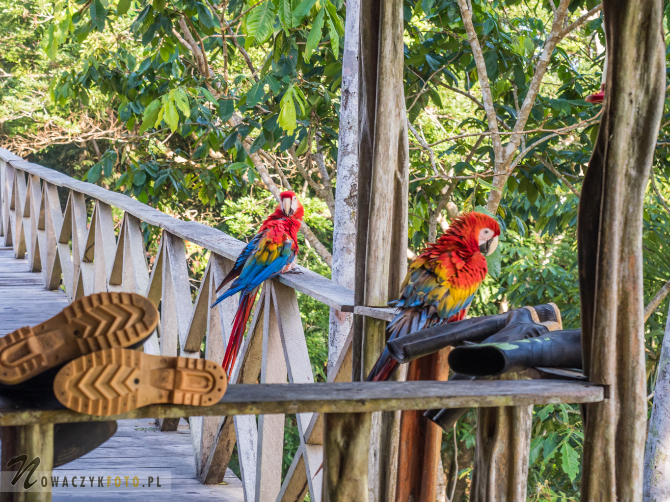 Dwie papugi ary siedzą w dżungli obok kaloszy