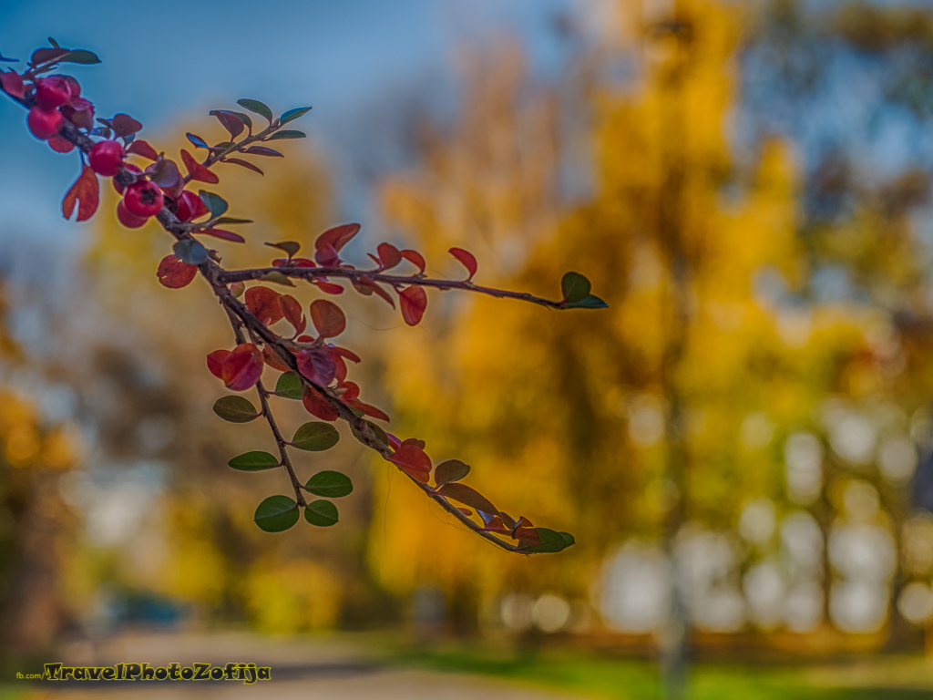 Jesienna gałązka z z czerwonymi owocami, w tle żółte drzewa
