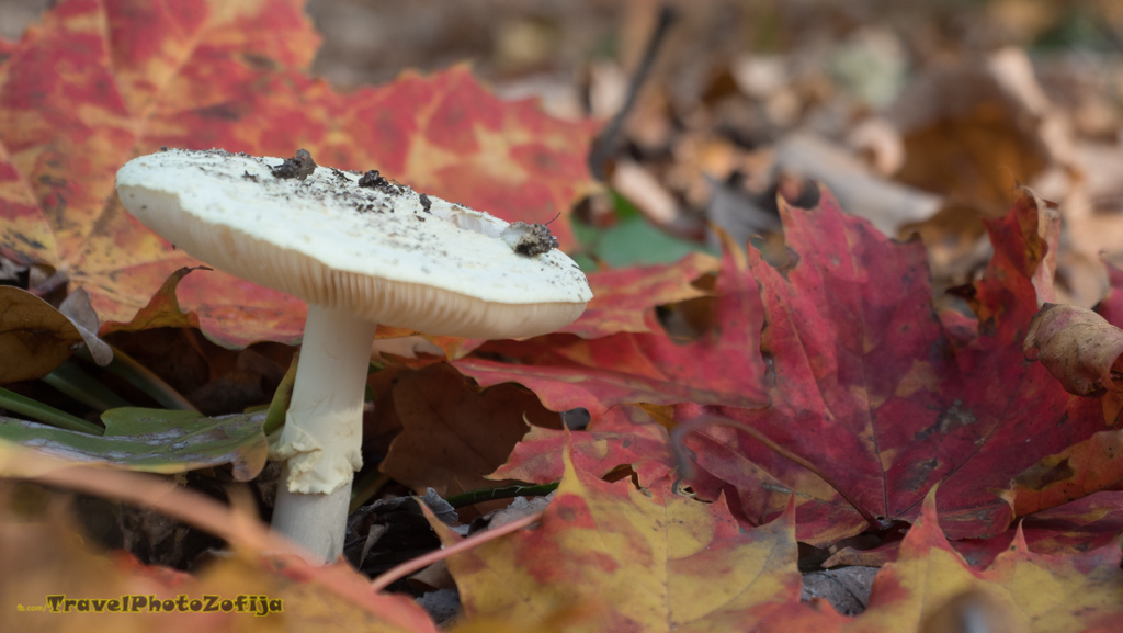 Biały grzyb wśród jesiennych liści