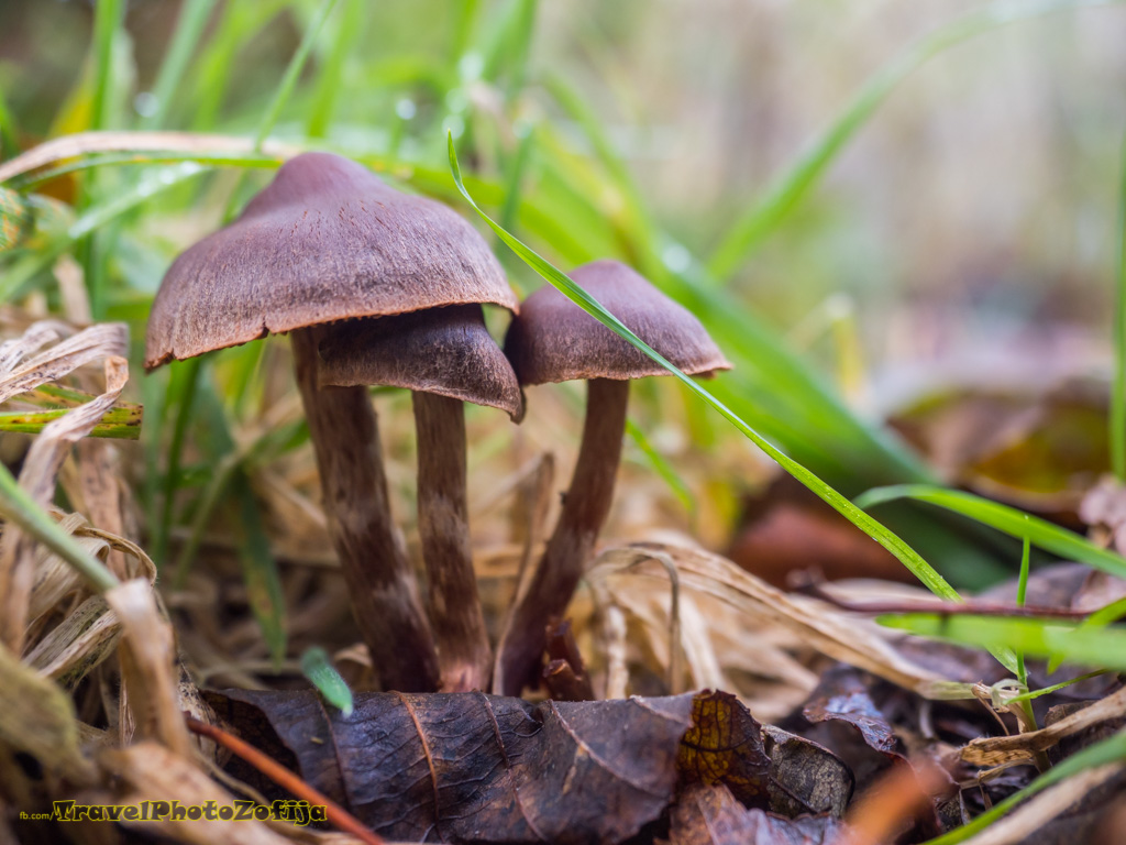 Zdjęcie brązowych grzybów w lesie