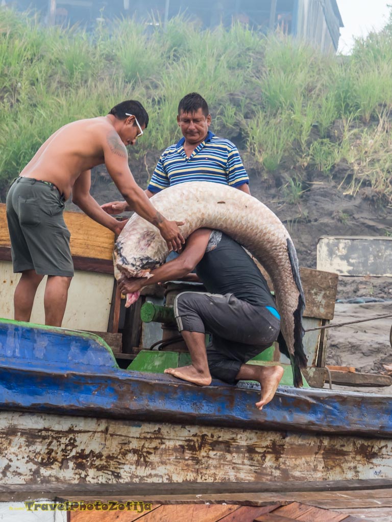 Zdjęcie mężczyzn wnoszących wielką rybę na łódź